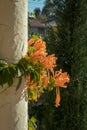 ÃÂ  Pyrostegia venusta or Winter Bignonia